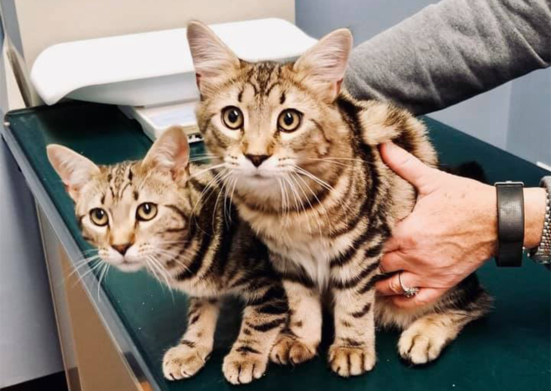 Carousel Slide 4: Cat Veterinary Care, Crofton